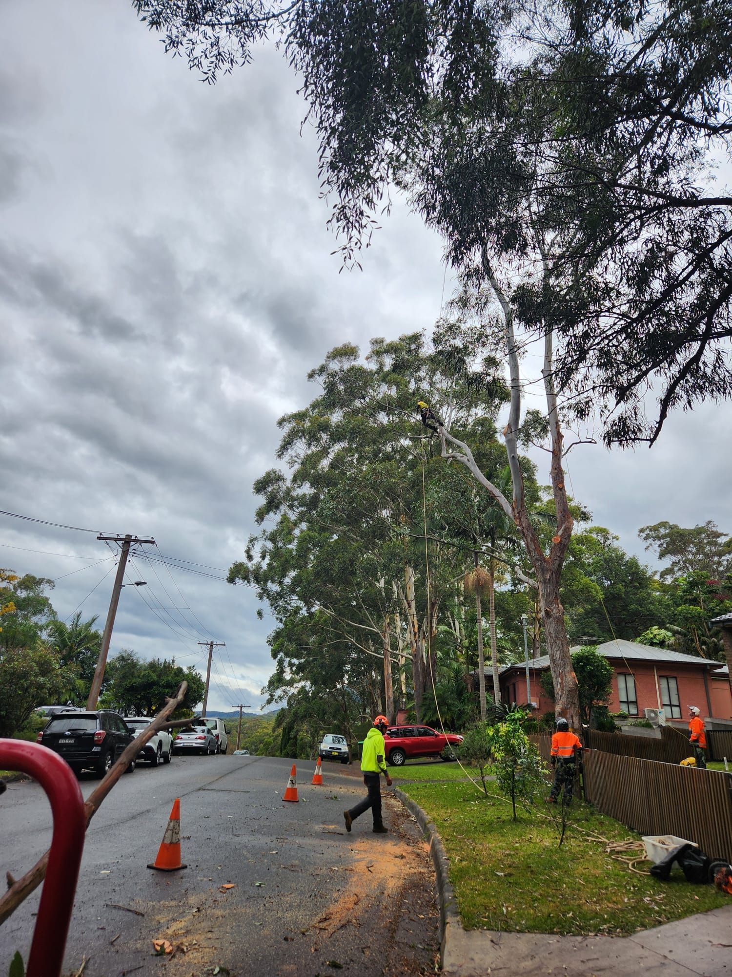Workers trimming a tall tree on a residential street under a cloudy sky. Cones and a red car are visible.