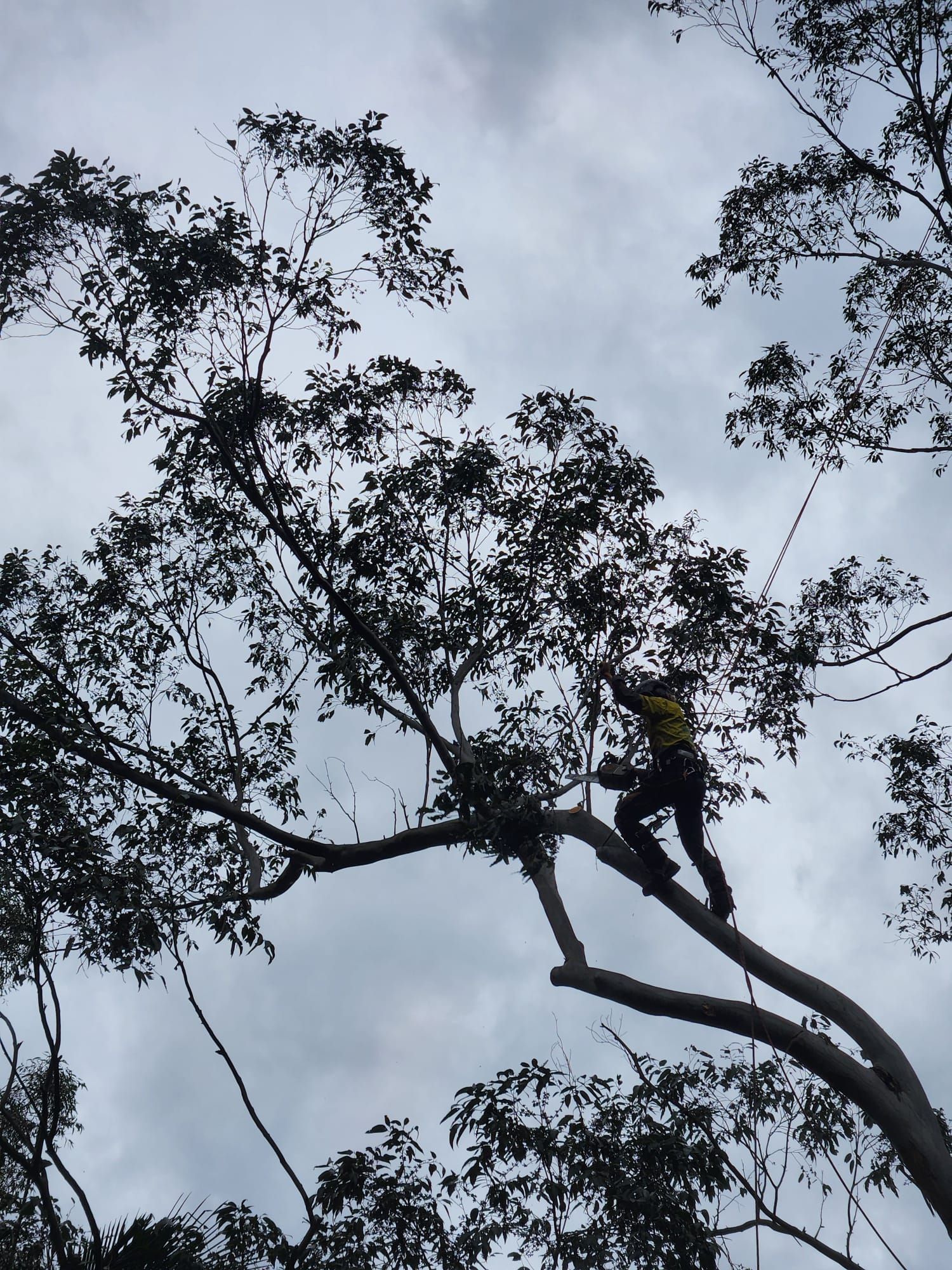 Person in safety gear climbing a tall tree, overcast sky.