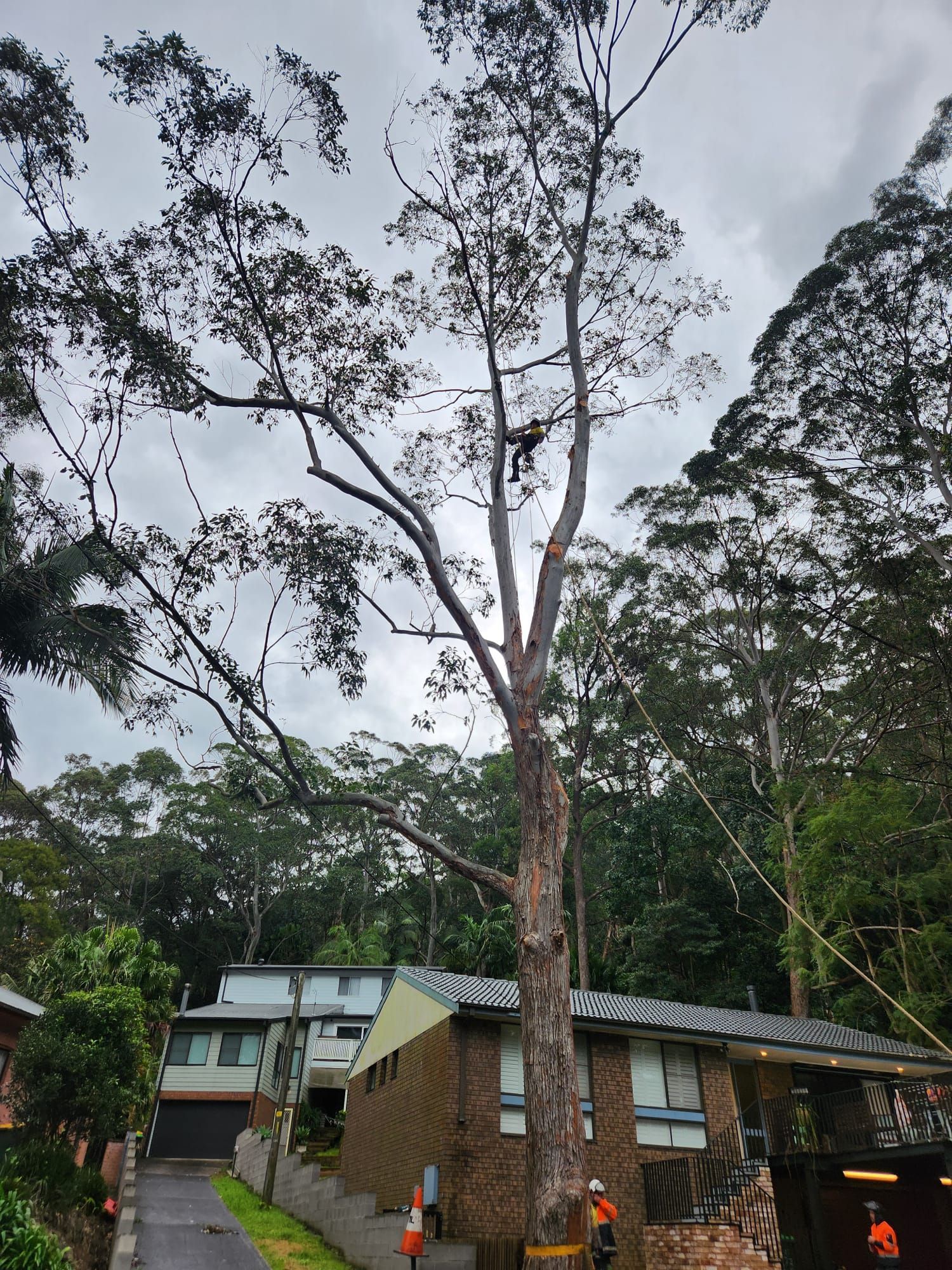 Tall tree next to houses; a person in an orange vest is by the base of the tree, overcast sky.