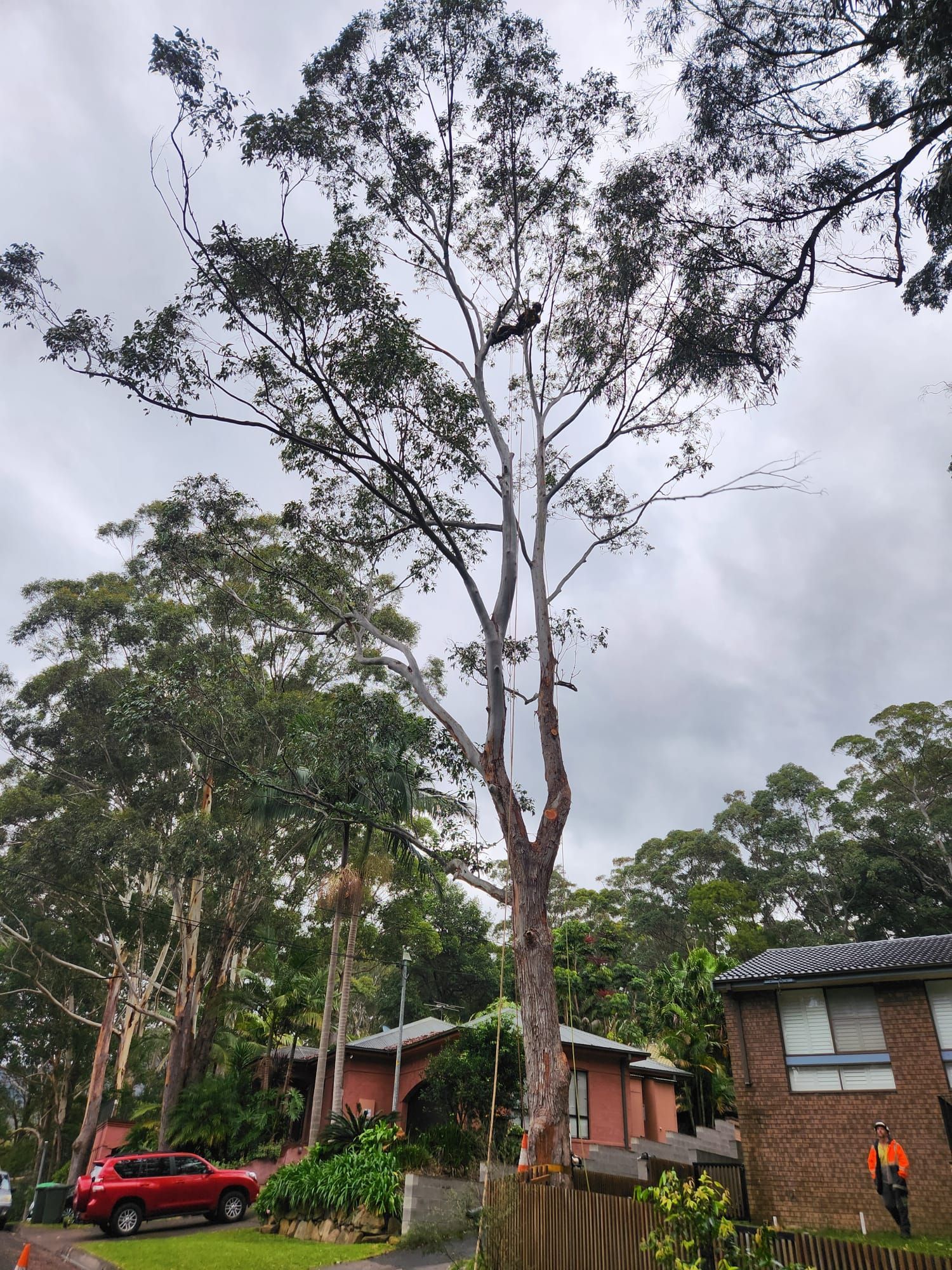 Tall tree being trimmed, with houses and a red car visible in the background under an overcast sky.