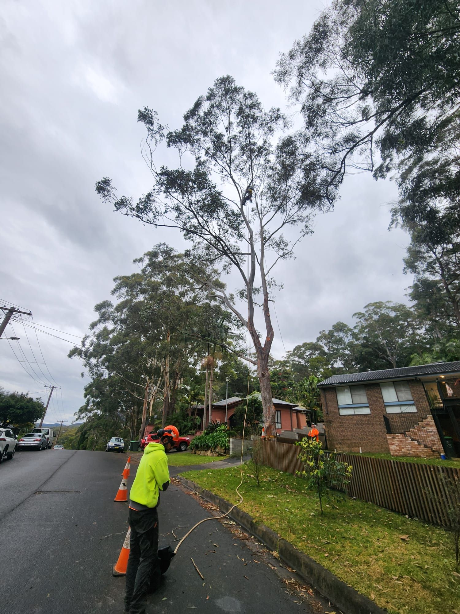 Arborist cutting a tall tree on a residential street, workers and equipment present. Overcast sky.