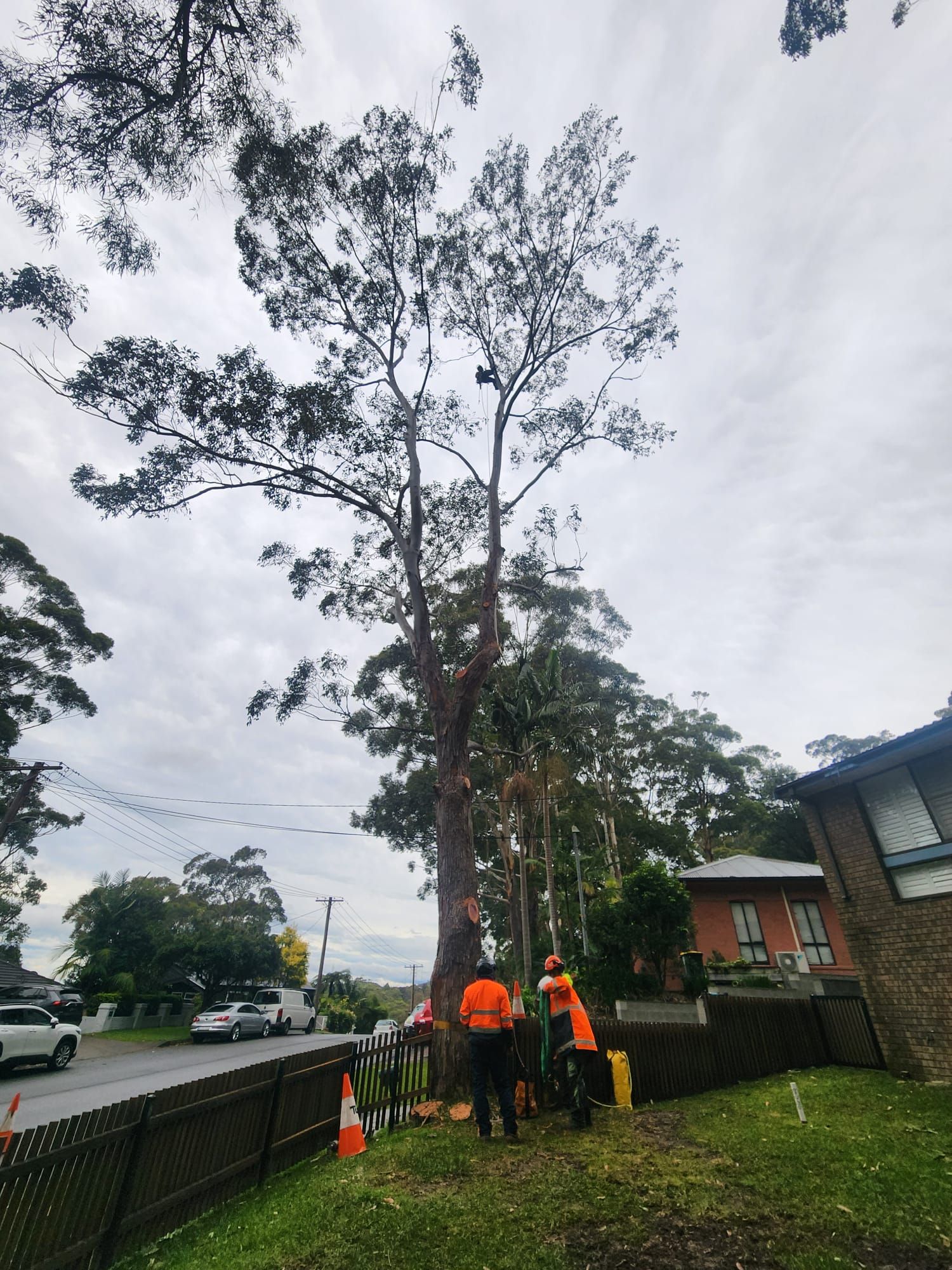 Tree trimming operation underway. Arborists in orange vests; tall tree, cloudy day.