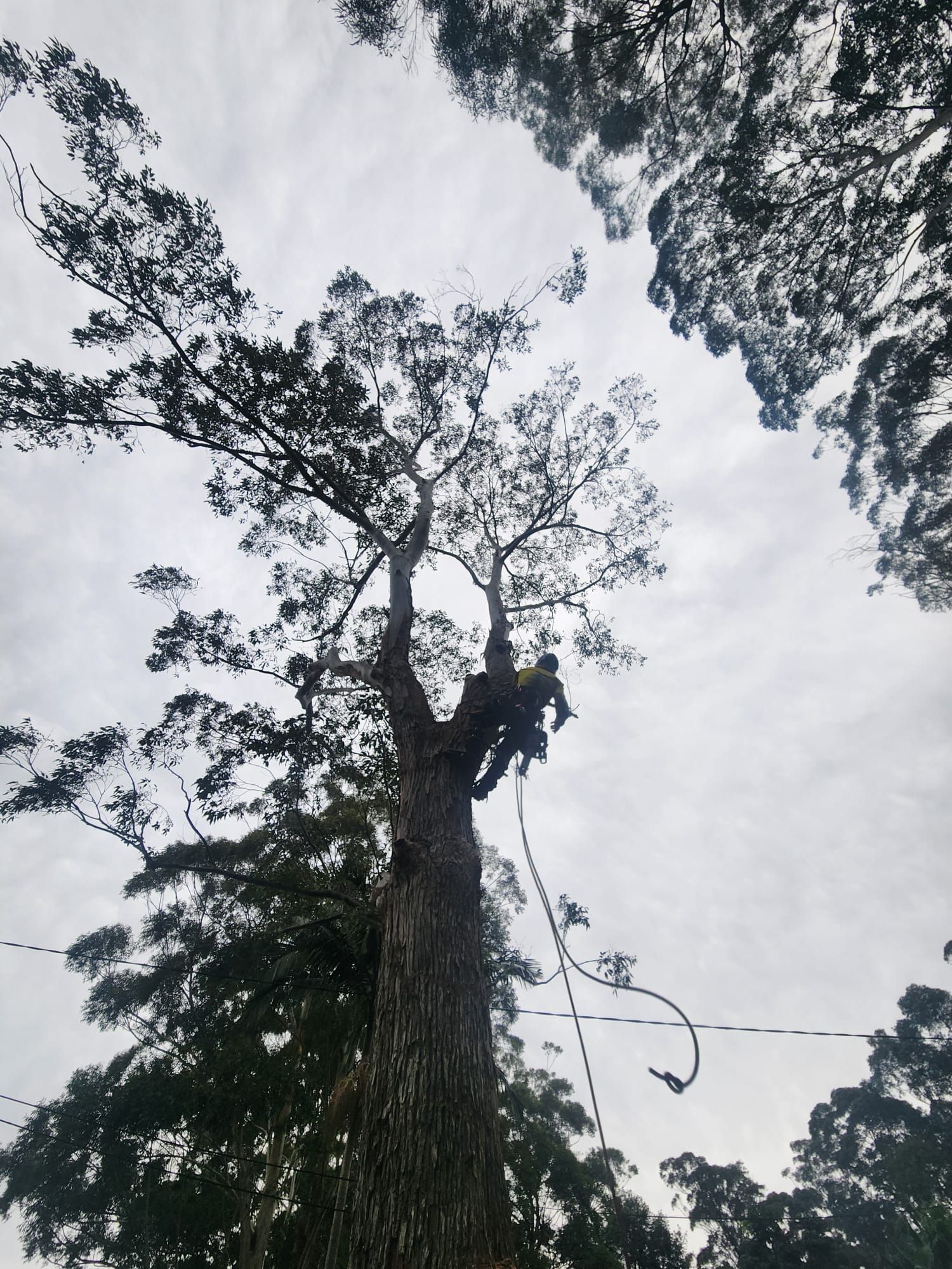 Person in a harness, pruning tall tree branches against a cloudy sky.