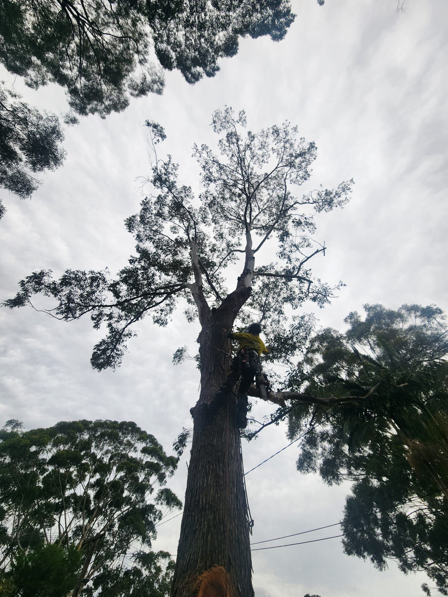 A tree climber working on a tall tree against a cloudy sky.