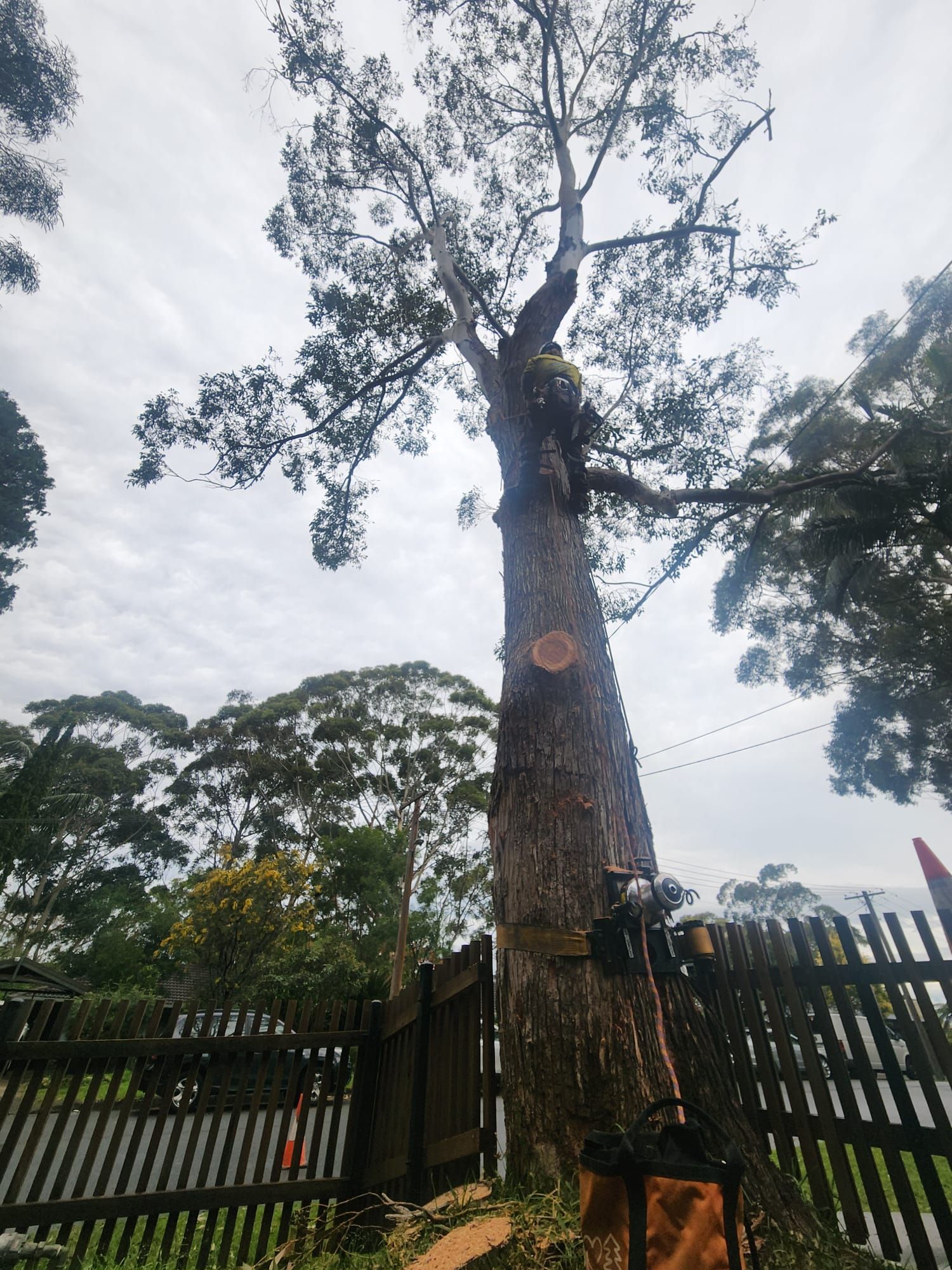 Tall tree, dark trunk, reaching into cloudy sky. Fence and green trees in the background.