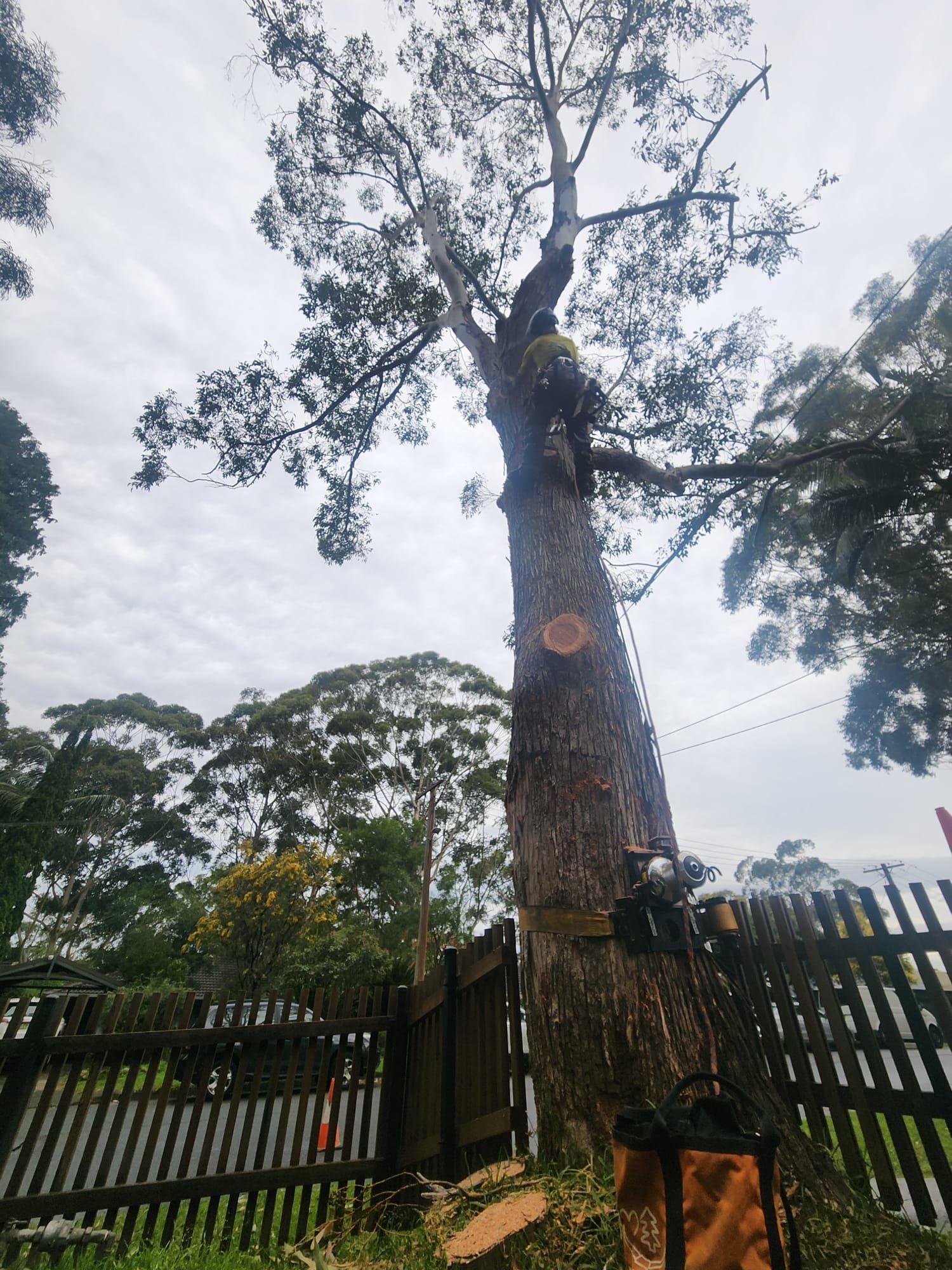 Person trimming a tall tree next to a wooden fence under a cloudy sky.