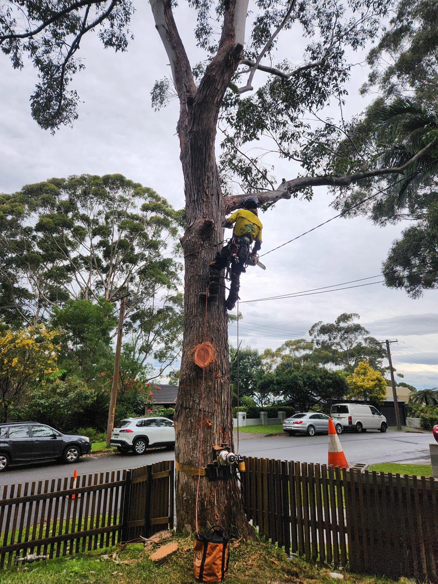 A tree service worker in a tree, cutting branches on a residential street.