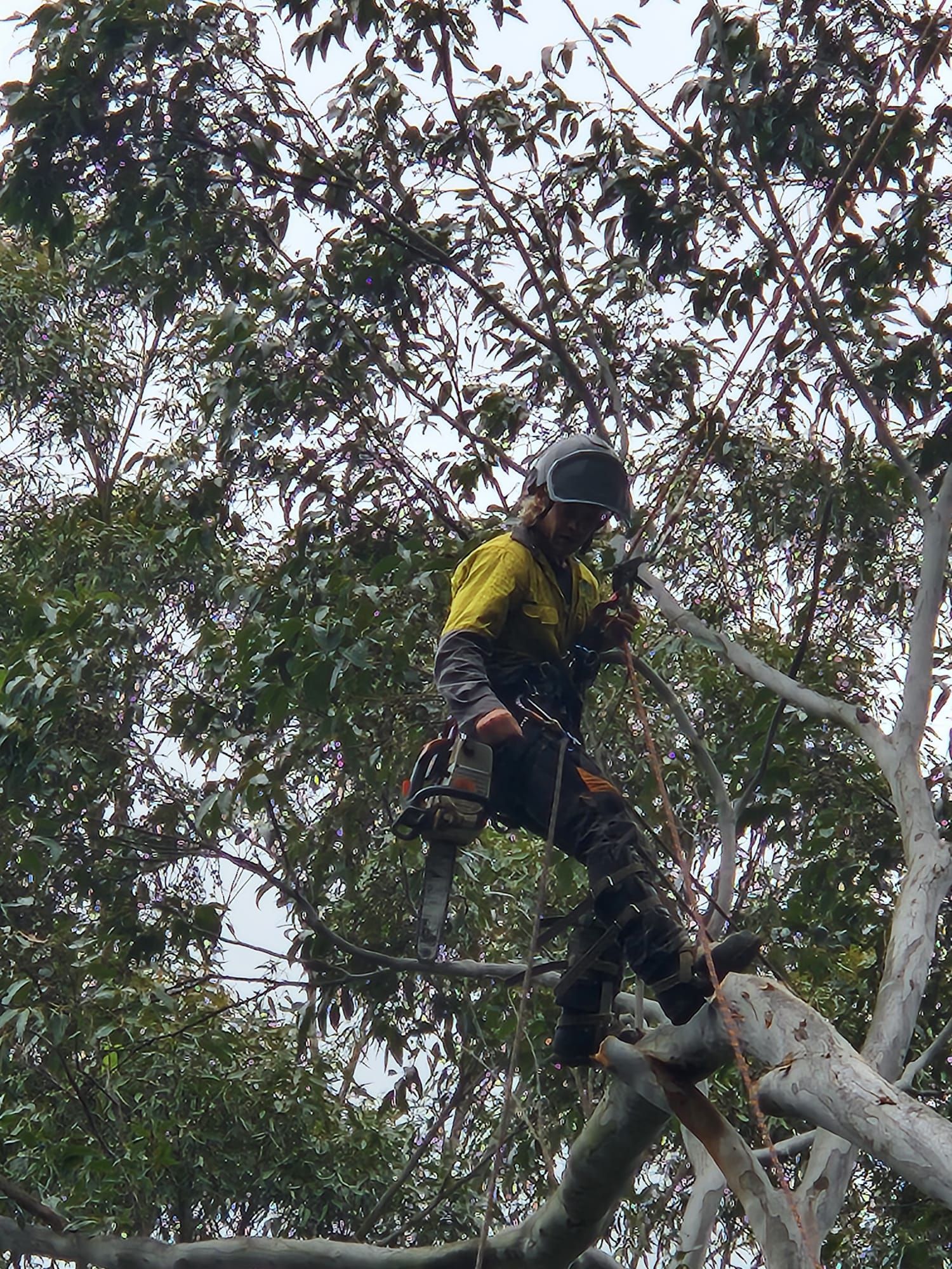 Arborist in yellow shirt and helmet, climbing a tree with a chainsaw, cutting branches.
