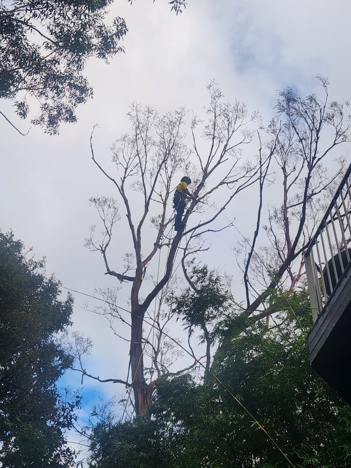 Person in yellow shirt, cutting branches from a tall, bare tree against a cloudy sky.