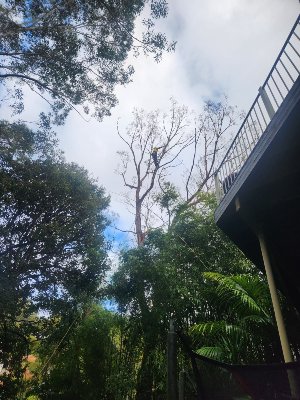 View from below of tall, bare tree and balcony against a cloudy sky. Lush greenery surrounds.