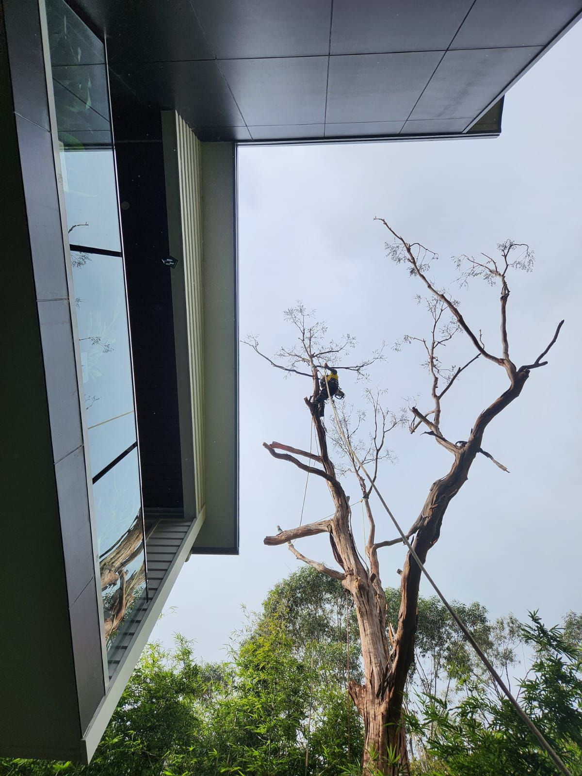 A tree trimmer on a tall dead tree, with a modern building's corner in the background. Overcast sky.