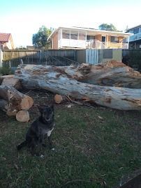 Dog sitting in a yard with cut logs. House in the background.