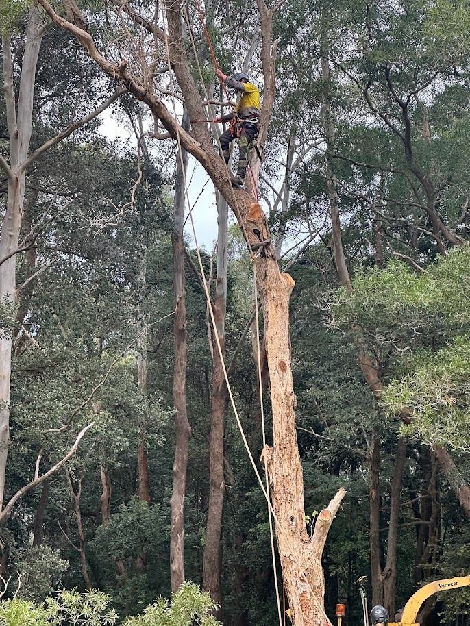 Arborist, wearing yellow, cuts down a tall tree in a forest setting.