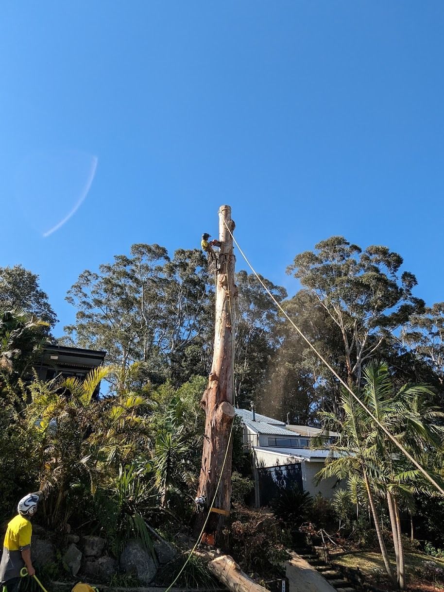 A tree being cut down by a worker in a yard on a sunny day.