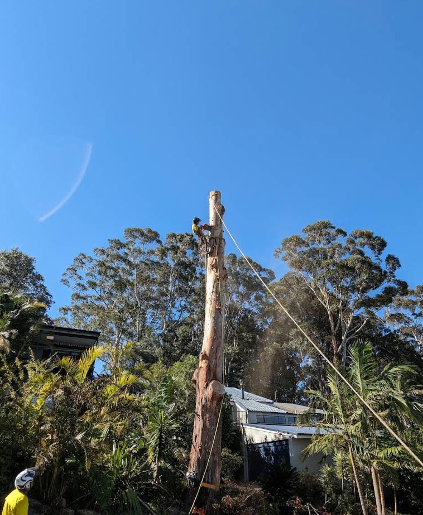 Arborist atop a tall tree trunk, sawing it down. Blue sky, residential background.