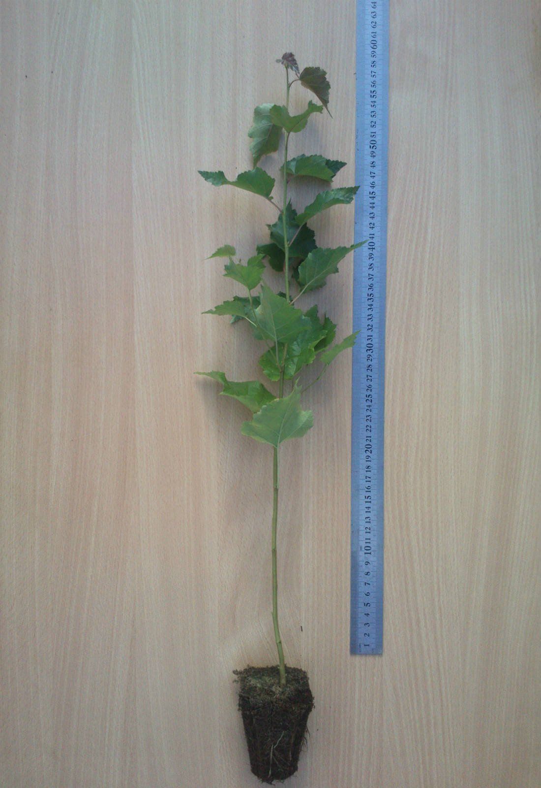 Bērzs B 1/0 i, Viengadīgi bērzu ietvarstādi