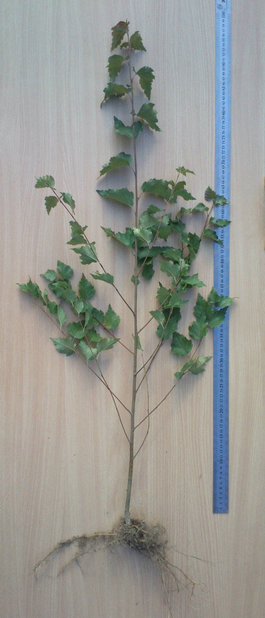 BĒRZS (B 1/1), Divgadīgi bērzu stādi ar uzlabotu sakņu sistēmu (kailsakņi)