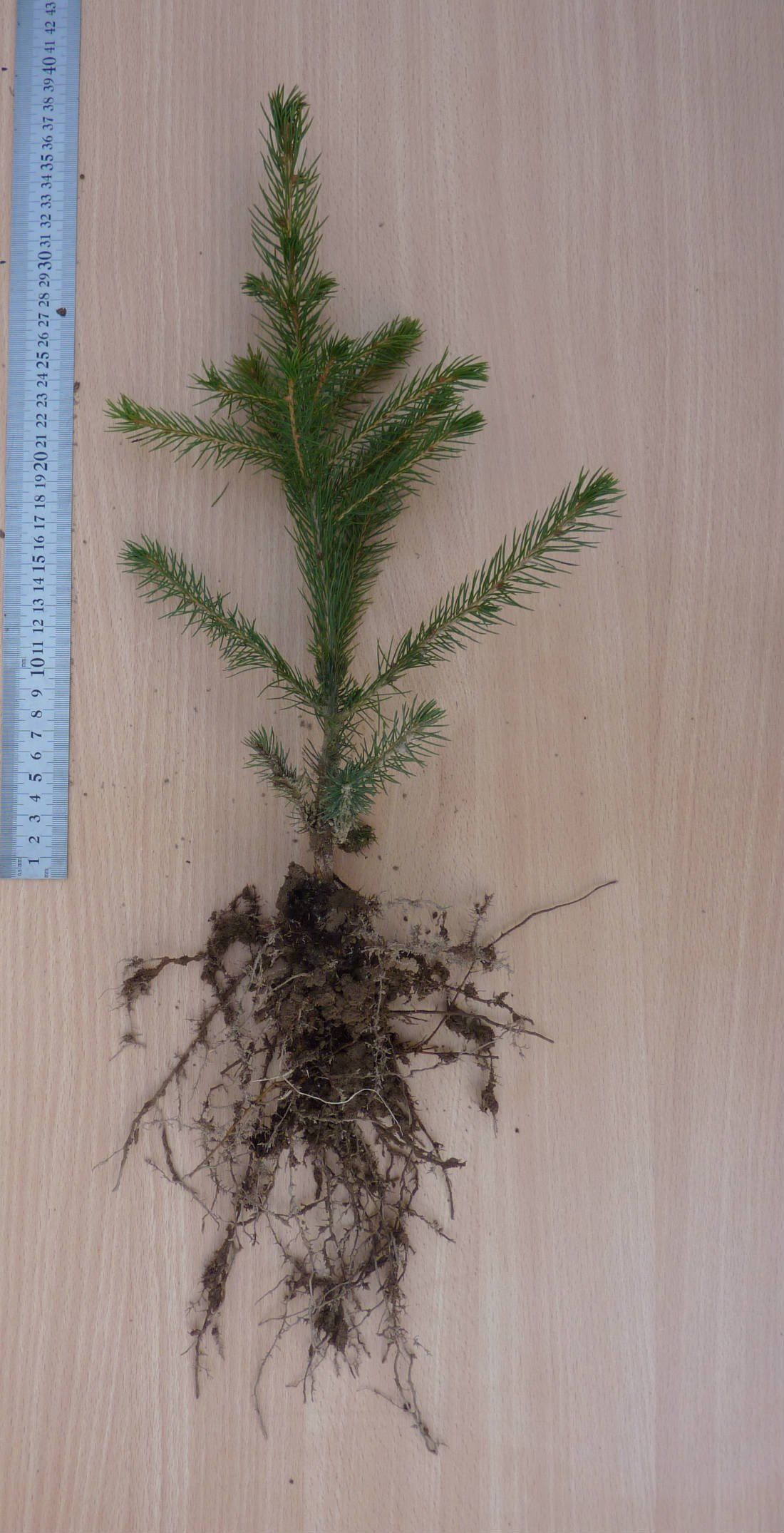 EGLE E 1/1, Divgadīgi egļu stādi ar uzlabotu sakņu sistēmu (kailsakņi)