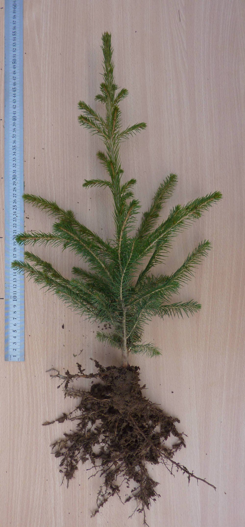 Egle E 1/2, Trīsgadīgi egļu stādi ar uzlabotu sakņu sistēmu (kailsakņi)