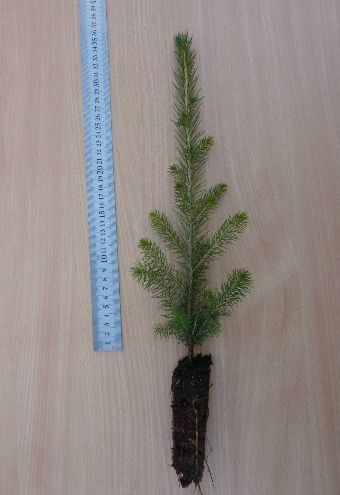 Egle E 2/0 i, Divgadīgi egļu ietvarstādi