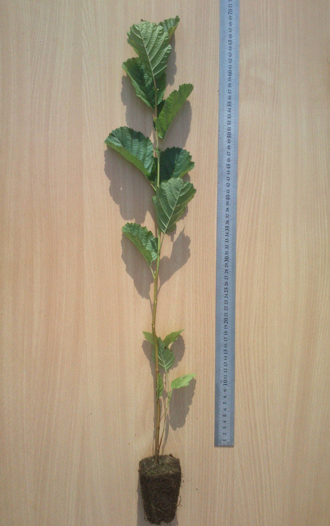 MELNALKSNIS M 1/0 i, Viengadīgi melnalkšņu ietvarstādi