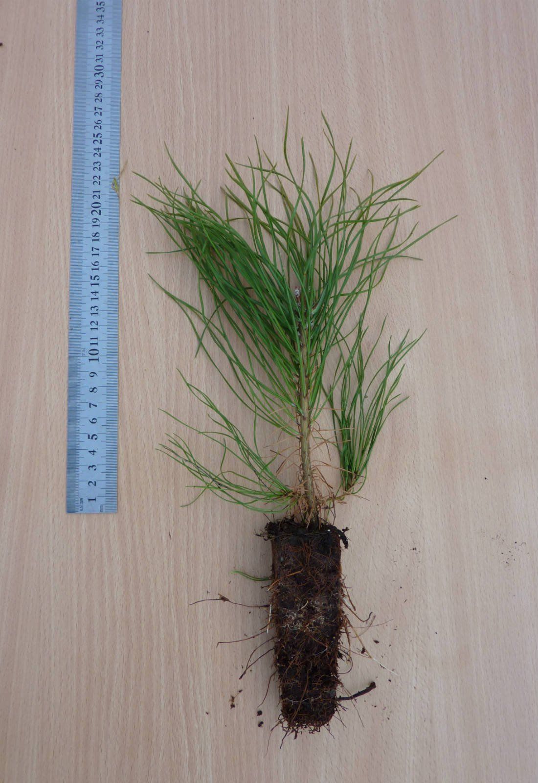 PRIEDE P 2/0 i, Divgadīgi priežu ietvarstādi