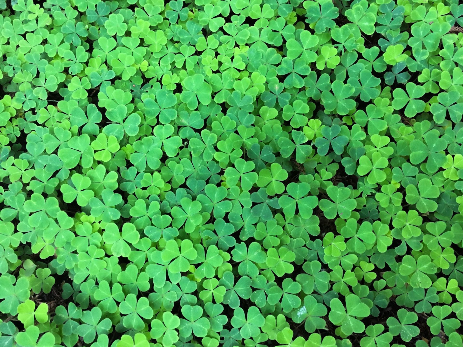 Ground Clover Field | H & R Gardening and Landscaping