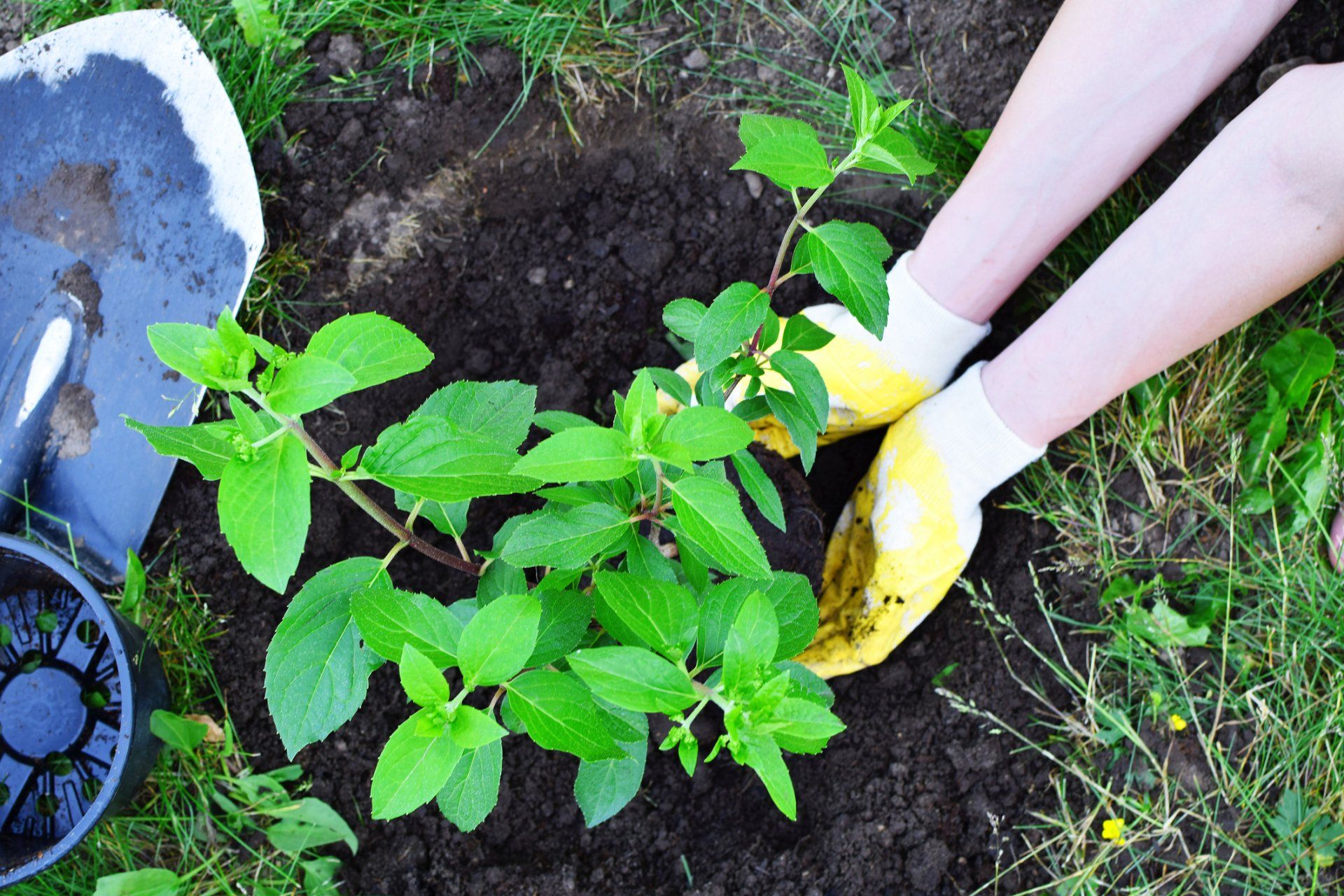 Woman Planting Tree | H & R Gardening and Landscaping