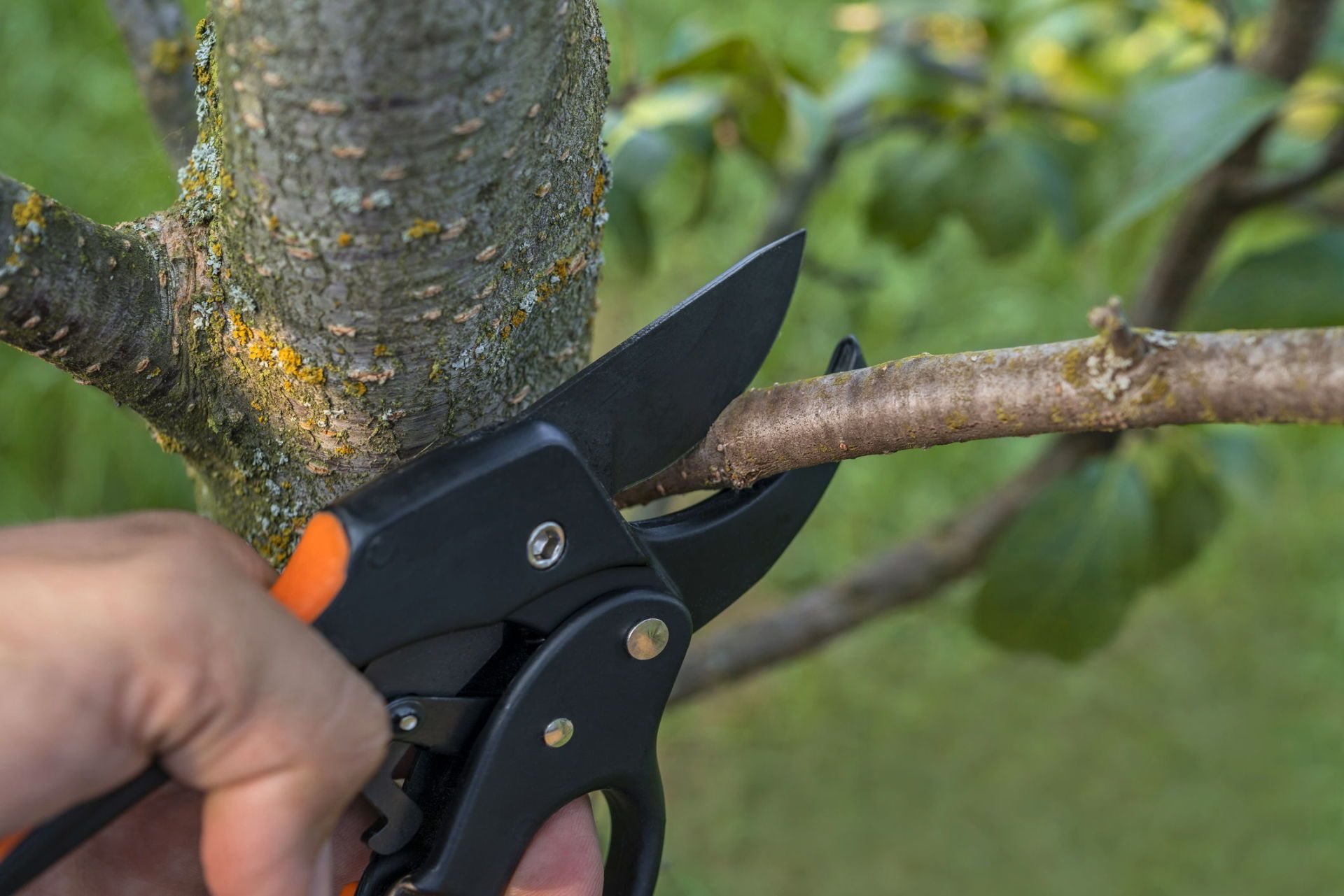 Tree Pruning | H & R Gardening and Landscaping