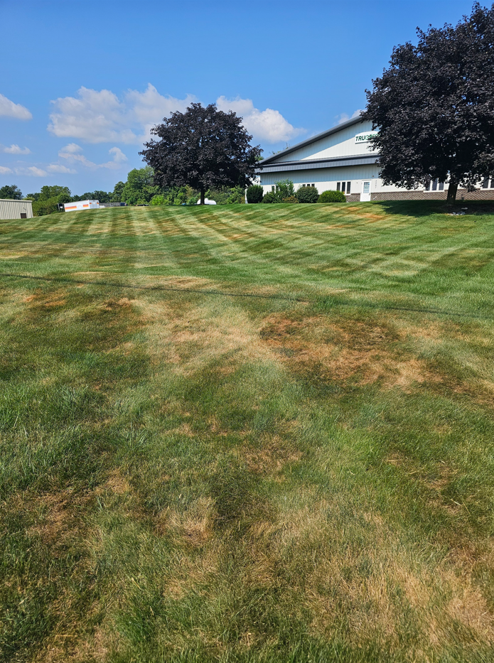 A lawn with distinct cross-hatch mowing patterns, featuring patches of green and dry brown grass under a clear blue sky.