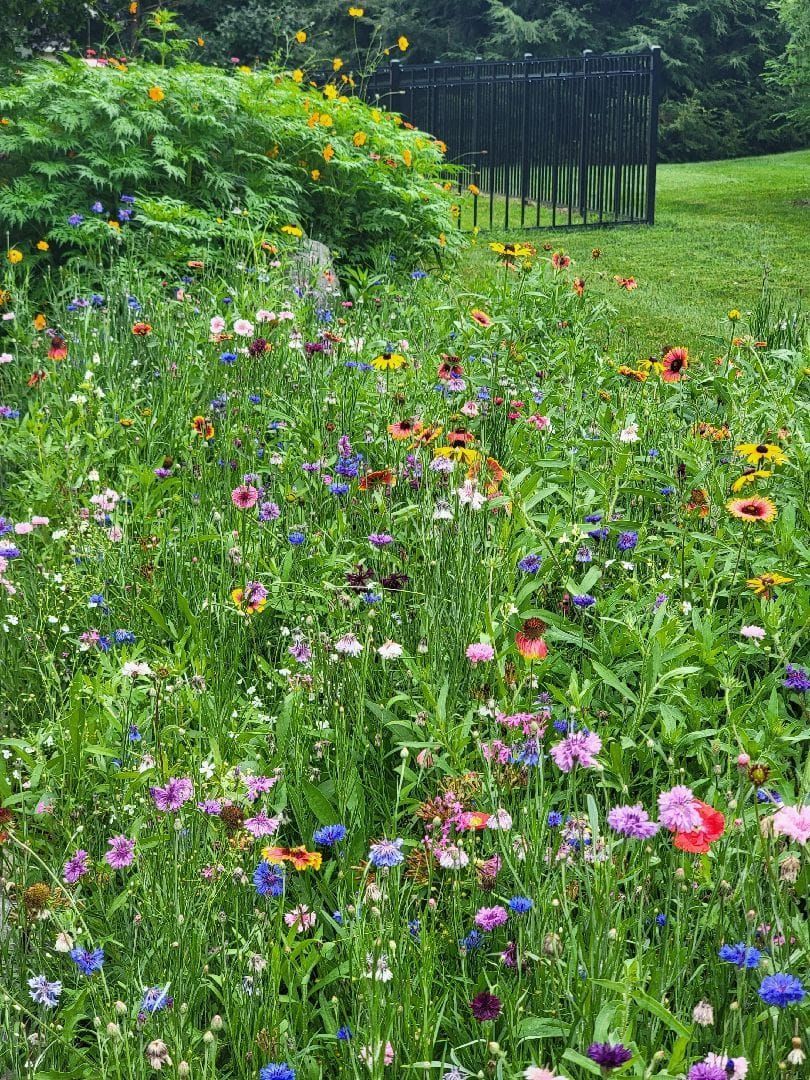 A vibrant wildflower meadow in full bloom, featuring colorful blossoms in shades of blue, pink, and yellow, near a fence.