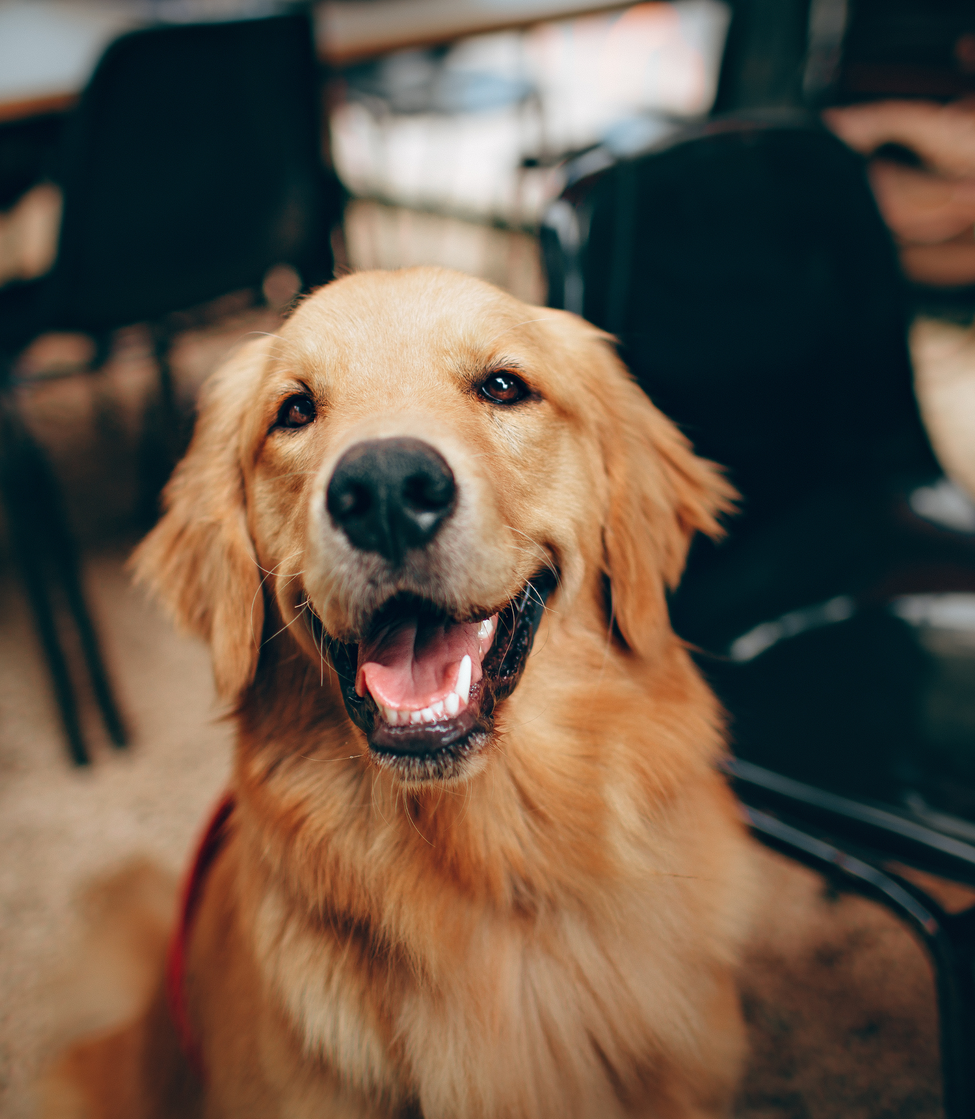 Golden retriever with a happy expression, mouth open, sitting.