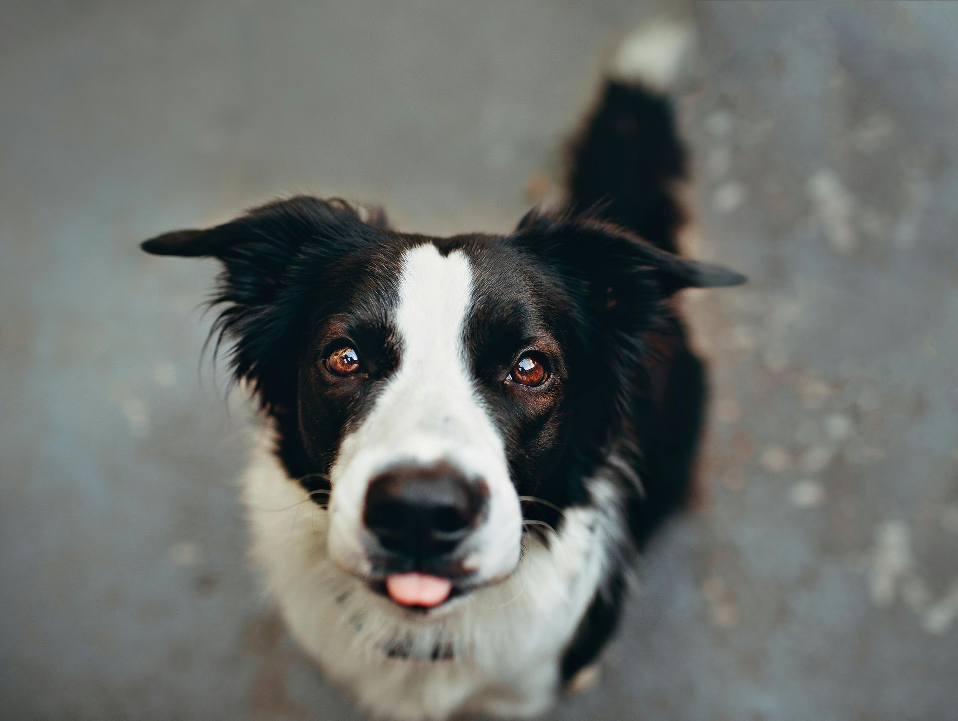Black and white Border Collie looking up with tongue out, on a gray surface.