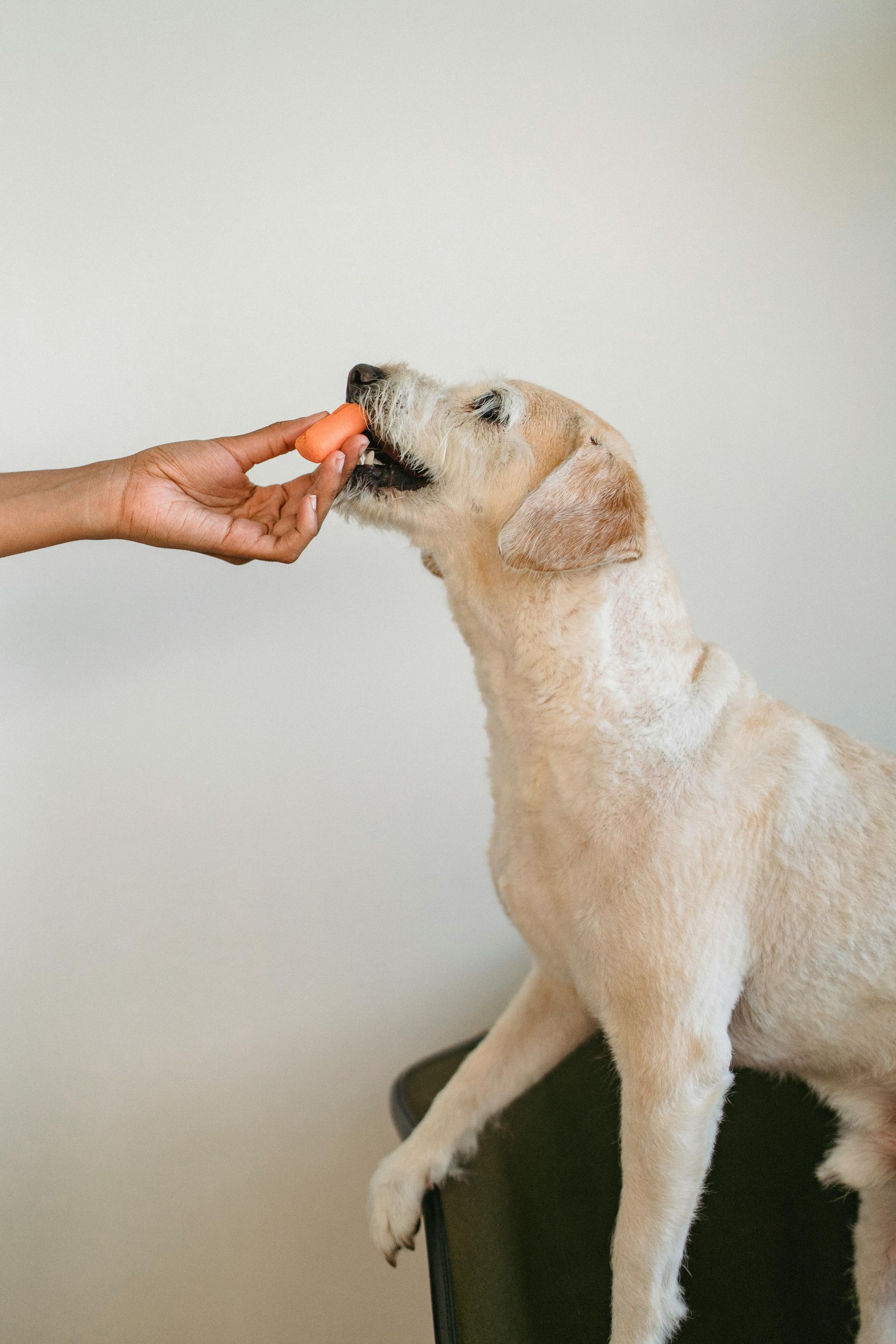 A tan dog eating an orange treat offered by a hand against a white wall.