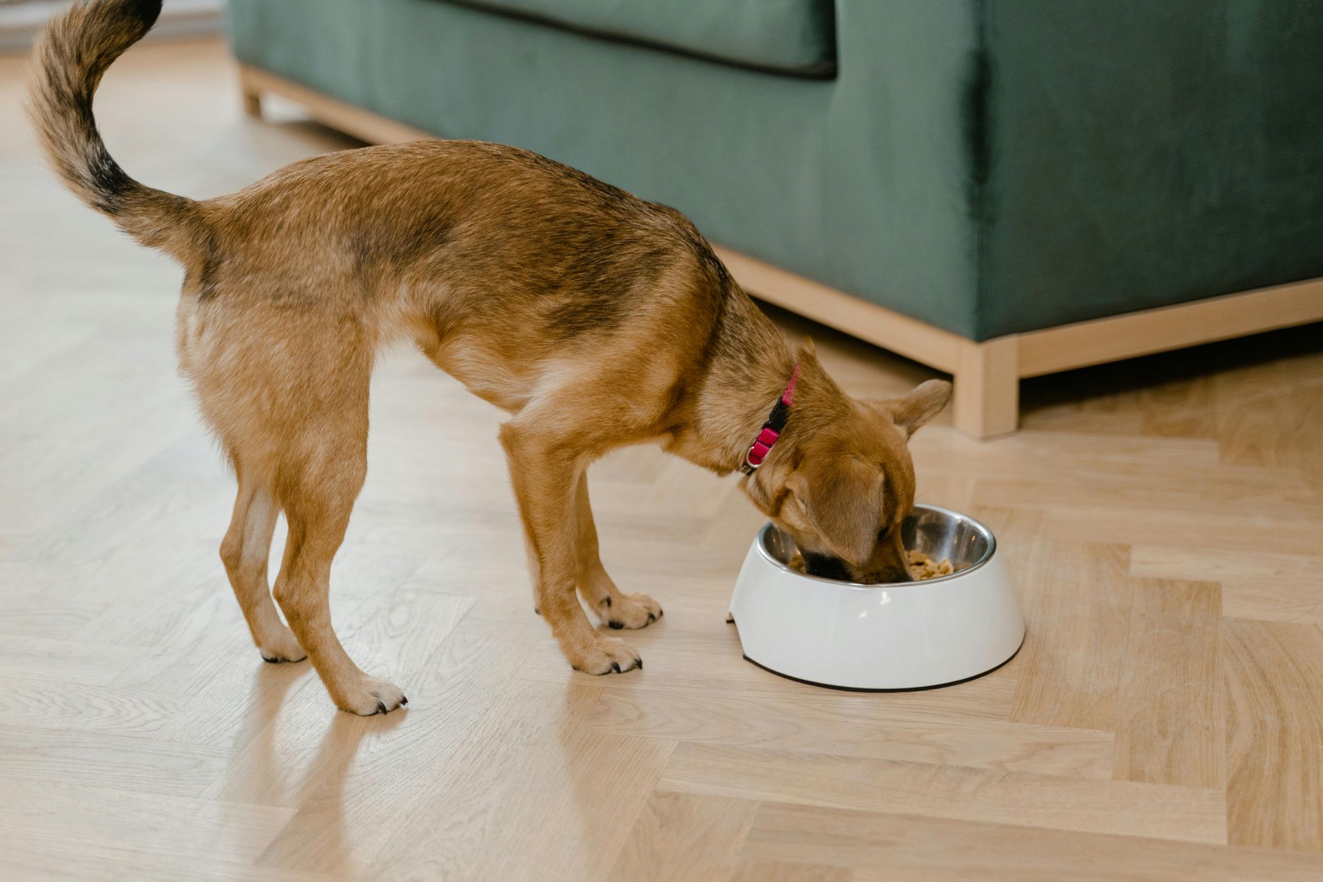 Dog with brown fur eating from a white bowl on a wooden floor, next to a green couch.