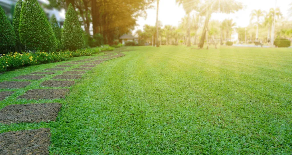 Lush green lawn with stone pathway and trimmed bushes, sunny outdoor setting.