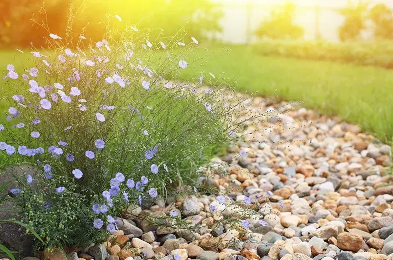 Sunlit garden path with flowering blue plants and a pebble pathway.