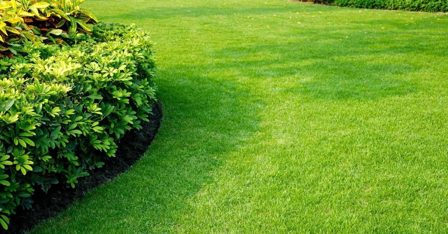 Lush green lawn borders a dark-mulched planting bed with a leafy, vibrant shrub.