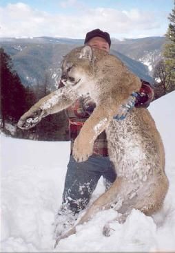 A man is holding a mountain lion in the snow.