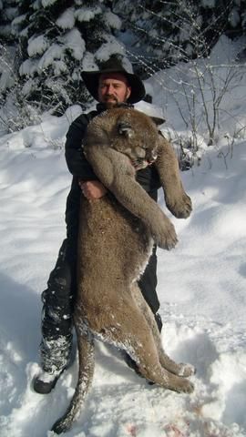 A man is holding a large mountain lion in the snow.