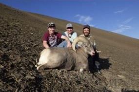 Bighorn Sheep