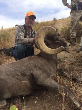 Bighorn Sheep