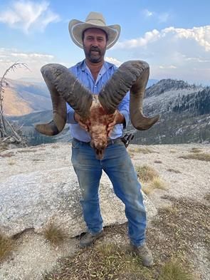 Bighorn Sheep
