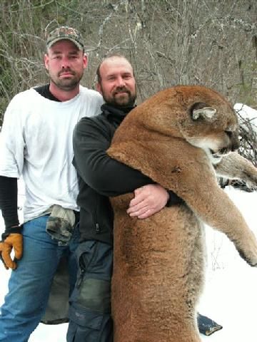 Two men holding a large mountain lion in the snow