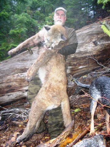 Mountain Lion