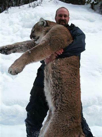 A man is holding a mountain lion in the snow