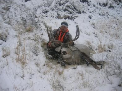 Mule Deer