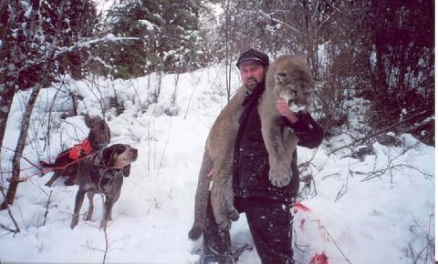 A man carrying a mountain lion in the snow with two dogs