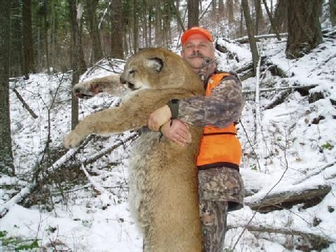 Mountain Lion
