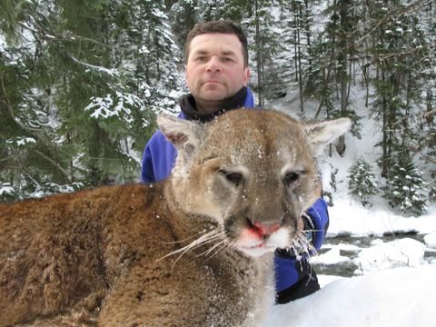 A man standing next to a mountain lion in the snow